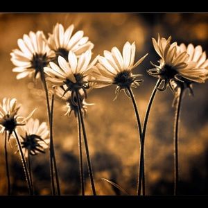 Meet your Posher, Summer